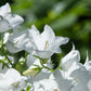 500 White PEACH LEAVED BELLFLOWER Campanula Persicifolia Flower Seeds
