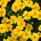 1000 YELLOW SAND COREOPSIS Lanceolata Lanceleaf Tickseed Flower Seeds