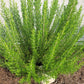 100 ROSEMARY Rosmarinus Officinalis Herb Flower Seeds