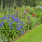 25 BLUE LILY of the NILE Agapanthus Orientalis African Lily Flower Seeds