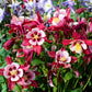100 MIXED EUROPEAN COLUMBINE Aquilegia Flower Seeds