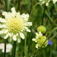50 FINEST MIXED Colors SCABIOSA (Mourning Bride / Pin Cushion) Scabiosa Atropurpurea Flower Seeds