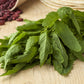 300 EPAZOTE (Mexican Tea) Chenopodium Ambrosioides  Dysphania Herb Flower Seeds