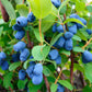 30 HONEYBERRY Blue Honeysuckle Lonicera Caerulea Edible Fruit Shrub Seeds