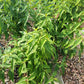 100 MINT BUSH White Elsholtzia Stauntonii Alba Chinese Mint Fragrant Shrub Seeds
