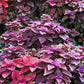 300 PURPLE SHISO aka PERILLA Frutescens Ornamental Herb Seeds Green & Purple