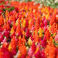 150 Mixed PAMPAS PLUMES COCKSCOMB Celosia Plumosa Flower Seeds