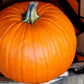 50 CONNECTICUT FIELD PUMPKIN BigTom Orange Yankee Cucurbita Pepo Vegetable Seeds