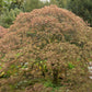 10 WEEPING LACELEAF MAPLE Japanese Acer Palmatum Dissectum Green Yellow Red Tree Seeds