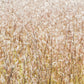 300 LITTLE BLUESTEM GRASS Schizachyrium Scoparius Seeds