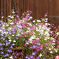 200 MIXED COLORS LOBELIA Regatta Lobelia Erinus Flower Seeds