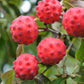 5 PINK DOGWOOD Tree Cornus Capitata Angustata Kousa Ornamental Flowering Tree Seeds