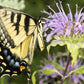 25 BEE BALM MIX Lemon Hummingbird Mint Monarda Didyma Mixed Colors Scarlet, Red, Pink, Purple, Spotted, & Salmon Flower Seeds