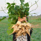 20 JICAMA Mexican Yam Bean Potato Bean Pachyrhizus Erosus Vining Legume Root Vegetable Blue Flower Seeds
