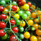 100 Red SWEETIE CHERRY TOMATO Super Sweet 1" Lycopersicon Fruit Vegetable Seeds