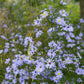 250 SKY BLUE ASTER Azure Aster Azureus Flower Seeds