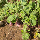 3000 LAURENTIAN RUTABAGA Brassica Napus Vegetable Seeds