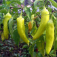 250 SWEET BANANA PEPPER Hungarian Capsicum Annuum Vegetable Seeds