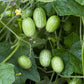 10 CUCAMELON Melothria Scabra Mouse Melon Mexican Gherkin Mini Watermelon Cucumber Fruit Vine Seeds