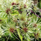 20 WHITE CLEMATIS Virginiana / Virgins Bower Flower Vine Seeds