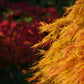 10 WEEPING LACELEAF MAPLE Japanese Acer Palmatum Dissectum Green Yellow Red Tree Seeds