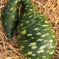 15 GOOSENECK / Bottle / SWAN GOURD Lagenaria Siceraria Vine Seeds