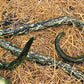10 SNAKE GOURD Multicolored Craft Gourd Lagenaria Siceraria Vine Seeds