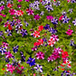 100 STAR MIX PETUNIA Mixed Colors Petunia Violacea Flower Seeds Red Blue Purple