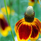 500 MEXICAN HAT Ratibida Columnaris Columnifera Red & Yellow Native Flower Seeds