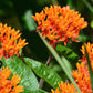10 GAY BUTTERFLIES MILKWEED Red Yellow Orange Mix Asclepias Tuberosa Butterfly Weed Flower Seeds