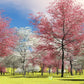 5 PINK FLOWERING DOGWOOD Tree Cornus Florida Rubra Native Ornamental Tree Seeds
