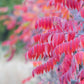 75 SMOOTH SUMAC TREE Red Berries Rhus Glabra Borealis Seeds