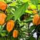 50 Mixed HOT HABANERO PEPPER Red Orange White Brown Mix Capsicum Chinense Seeds