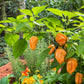 50 Hot ORANGE HABANERO PEPPER Capsicum Chinense Vegetable Seeds