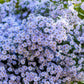 100 HEART LEAVED ASTER Cordifolius Symphyotrichum Blue Wood Aster Flower Seeds