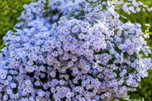 100 HEART LEAVED ASTER Cordifolius Symphyotrichum Blue Wood Aster Flower Seeds