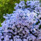 100 HEART LEAVED ASTER Cordifolius Symphyotrichum Blue Wood Aster Flower Seeds