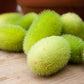 10 WOOLY BEAR GOURD Hedgehog Cucumis Dipsaceus Fuzzy Green Ornamental Seeds