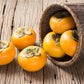 5 AMERICAN PERSIMMON TREE Diospyros Virginiana Fruit Seeds