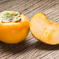 5 AMERICAN PERSIMMON TREE Diospyros Virginiana Fruit Seeds