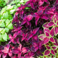 100 Mixed Colors COLEUS RAINBOW MIX Shade Houseplant Solenostemon Flower Seeds