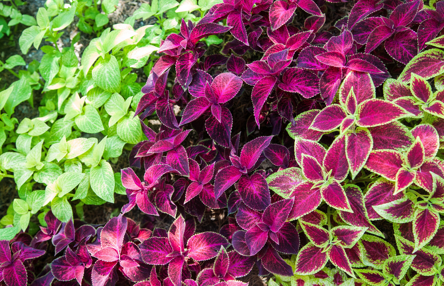100 Mixed Colors COLEUS RAINBOW MIX Shade Houseplant Solenostemon Flower Seeds