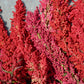100 Organic RED HEAD QUINOA Grain Chenopodium Quinoa Pink & Red Heads - White Seeds