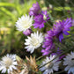300 IMMORTELLE IMMORTAL MIX Xeranthemum Paper Daisy Everlasting Flower Seeds