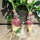 1500 American PURPLE TOP RUTABAGA Brassica Napus Root Vegetable & Greens Seeds