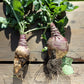 3000 LAURENTIAN RUTABAGA Brassica Napus Vegetable Seeds