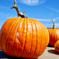 25 BIG MAX PUMPKIN Cucurbita Maxima Vegetable Seeds (Grow 100 pound pumpkins!)