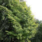 10 YELLOW ASH TREE Kentucky Yellowwood White Flowers Cladrastis Lutea Kentukea Seeds