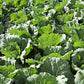 500 GOLDEN ACRE Early CABBAGE Brassica Oleracea Capitata Vegetable Seeds