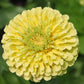 250 ISABELLINA ZINNIA Elegans Pastel Light Yellow Double Heirloom Flower Seeds